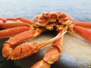 Comprehensive survey of Kamchatka crab in the Barents Sea completed