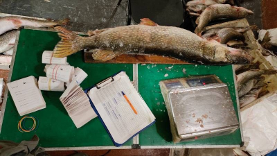 The Vologda branch of VNIRO continues collecting ichthyological material