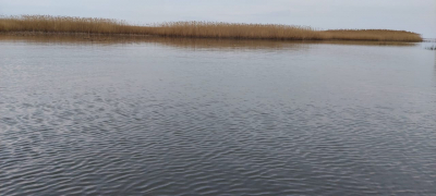 The effectiveness of pike perch and roach spawning in the Azov estuaries of the Krasnodar Territory is being studied by specialists from VNIRO