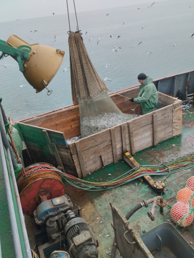 VNIRO ichthyologists continue monitoring the sprat fishery in the Caspian Sea