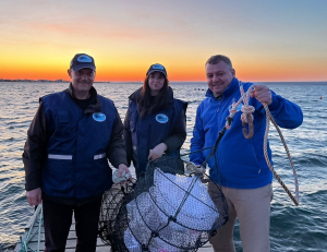 The experiment on growing domestic oyster spat in the Black Sea waters is carried out by VNIRO scientists