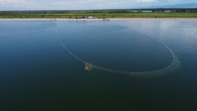 Fisheries science has studied the structure of fattening stocks of Baikal omul