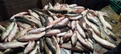 Scientists from the Azov-Black Sea branch of VNIRO record an increase in the stocks of mullet in the Azov Sea