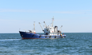 Учетную съемку молоди хамсы и тюльки провели ученые в Азовском море