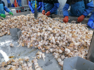 Specialists from the Magadan branch of VNIRO have completed work on monitoring the whelk fishery in the northern part of the Sea of ​​Okhotsk