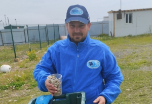Development of biotechnologies: TINRO scientists have collected a large batch of oyster juveniles