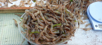 VNIRO scientists monitor the state of the shrimp population and fishery in the Northern Azov region