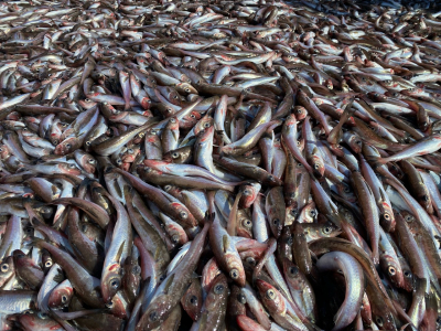 Pollock fishery and its scientific support in the Far Eastern fishery basin