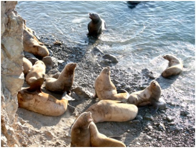 Steller sea lions in winter