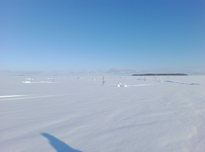 Research work was carried out in the Onega Bay of the White Sea