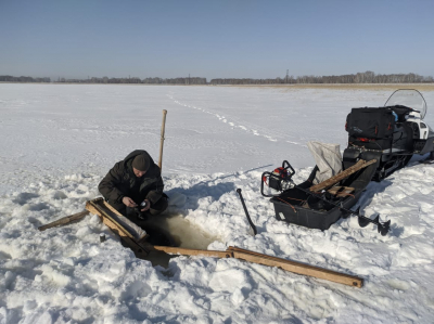 Observations on the state of the gammarid population in the lakes of the Novosibirsk region