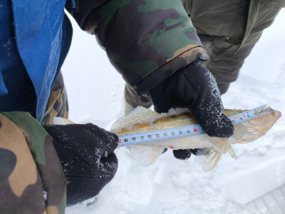 Tatar branch of VNIRO continues research into winter recreational fishing
