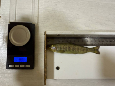 Monitoring of artificial reproduction of Atlantic salmon