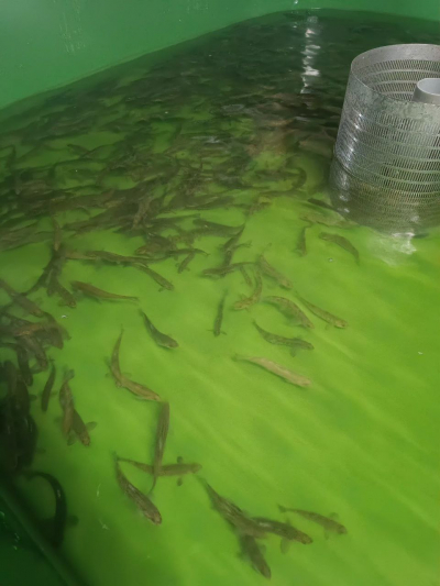 Atlantic salmon reproduction activities continue on the Neva